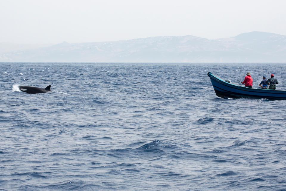 A killer whale drags the boat of some Moroccan fishermen