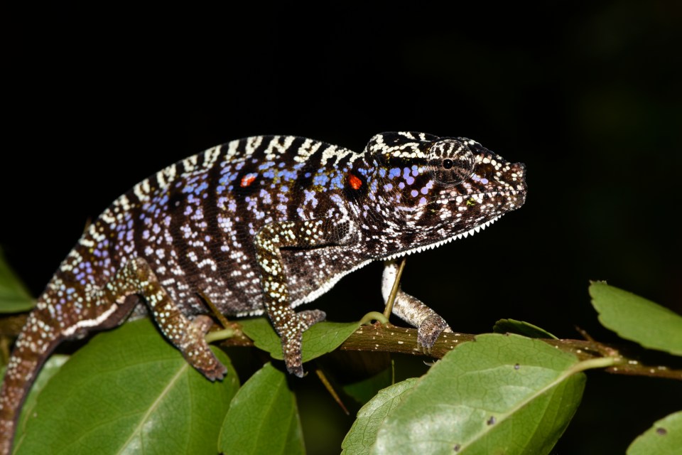 The incredible Voeltzkow’s chameleon was recently rediscovered after not being seen for a century