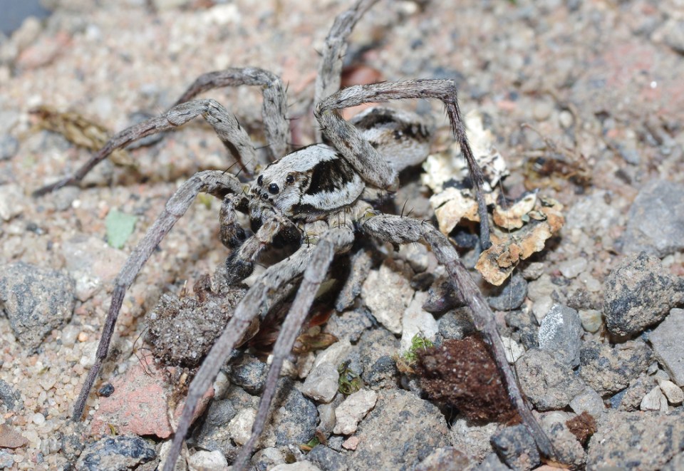 The great fox-spider was described as 'gorgeous' by rediscoverer Mike Waite