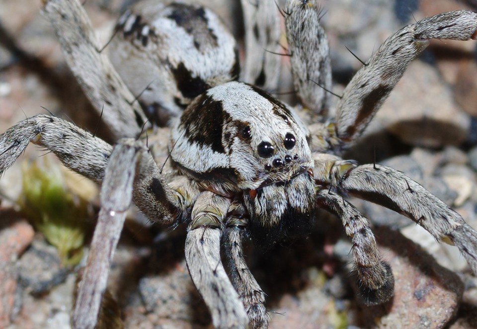 The spiders have black markings and have grey and reddish fur