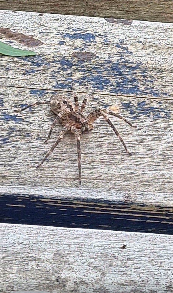 The great fox-spider hasn’t been seen in the UK for almost 30 years