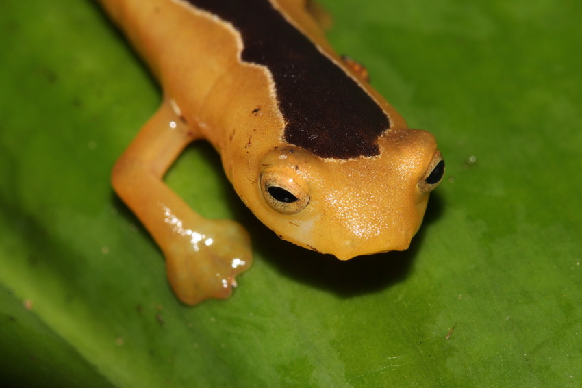 Only three Jackson's climbing salamanders have ever been found