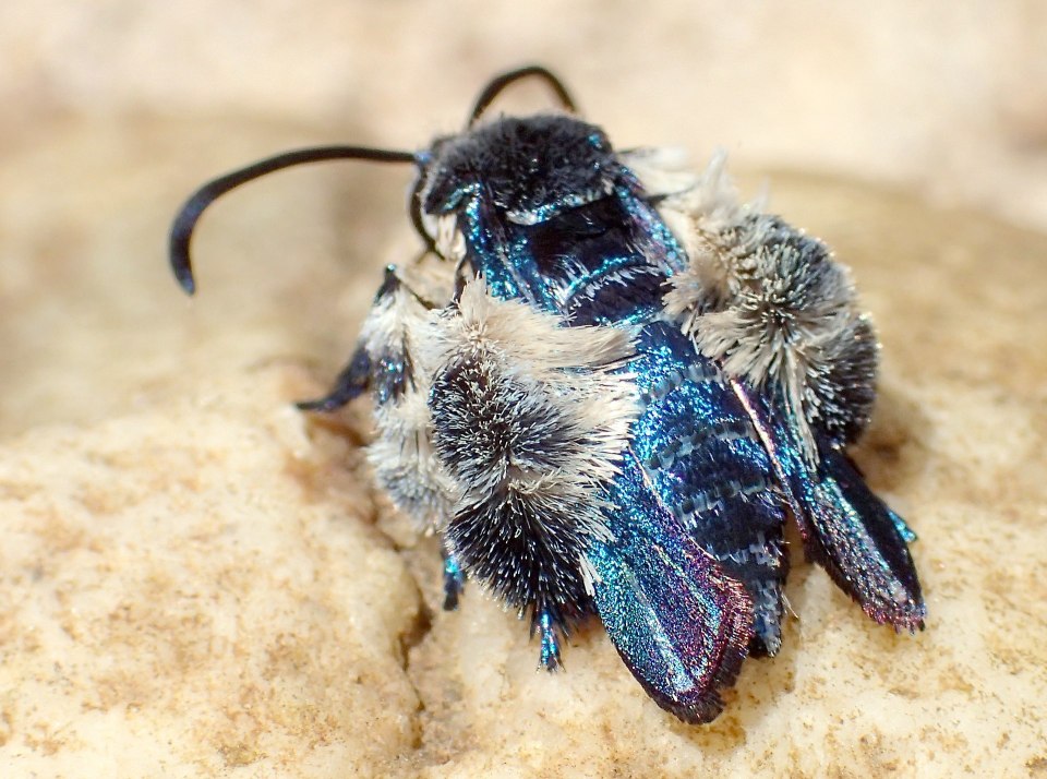 The oriental blue clearwing is named after its striking blue shimmer