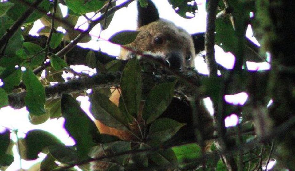 No one had seen the ultra-rare tree kangeroo for a staggerin 90 years