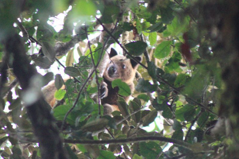 The wondiwoi tree kangaroo was photographed for the first time two years ago