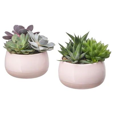 Succulents and little ornaments will really pep up your home