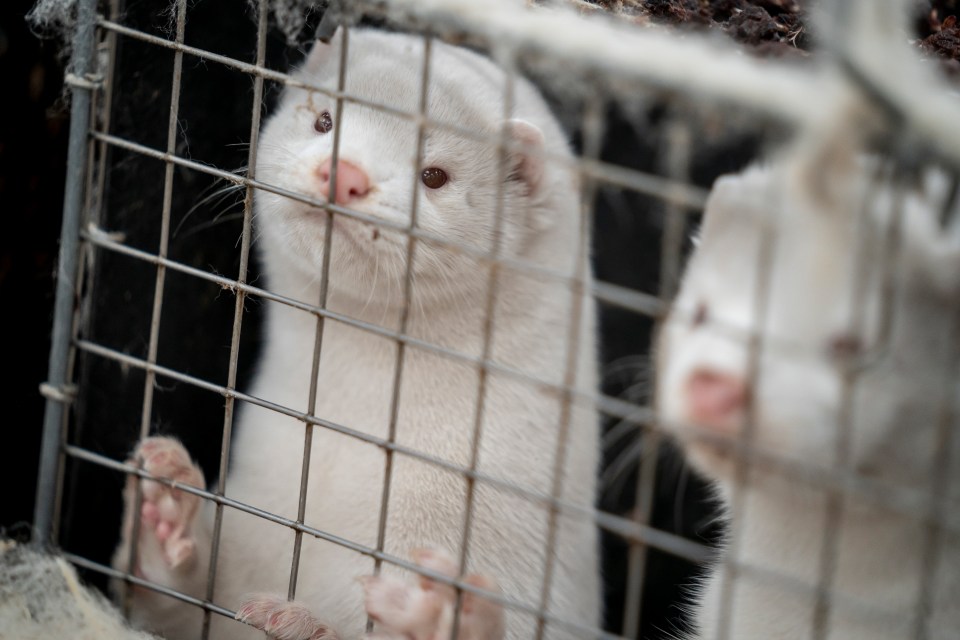 Mink, like their close relatives, ferrets, are known to be susceptible to coronavirus