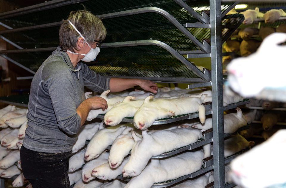  Shelves of culled mink in Denmark - they're bred for their fur, but these mink will now be used to generate energy by being burned in incinerators