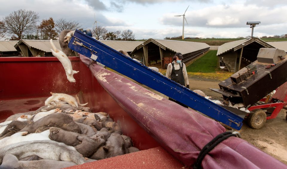  Some 17million mink are currently being gassed in the mass culling which is aimed at controlling the spread of the virus