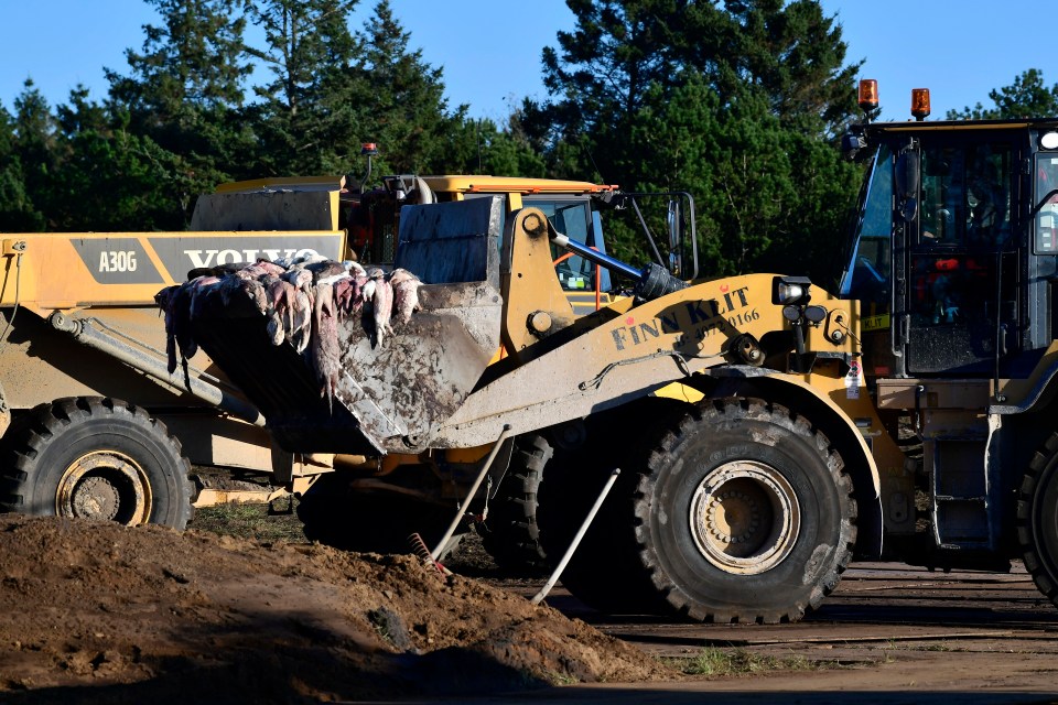  Culled mink being buried at Karup Military Airport in Jutland, Denmark, over the weekend