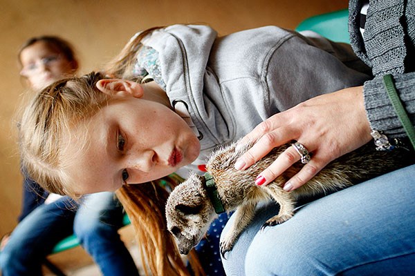 Buyagifts’s Meet The Meerkats experience is a perfect Christmas treat