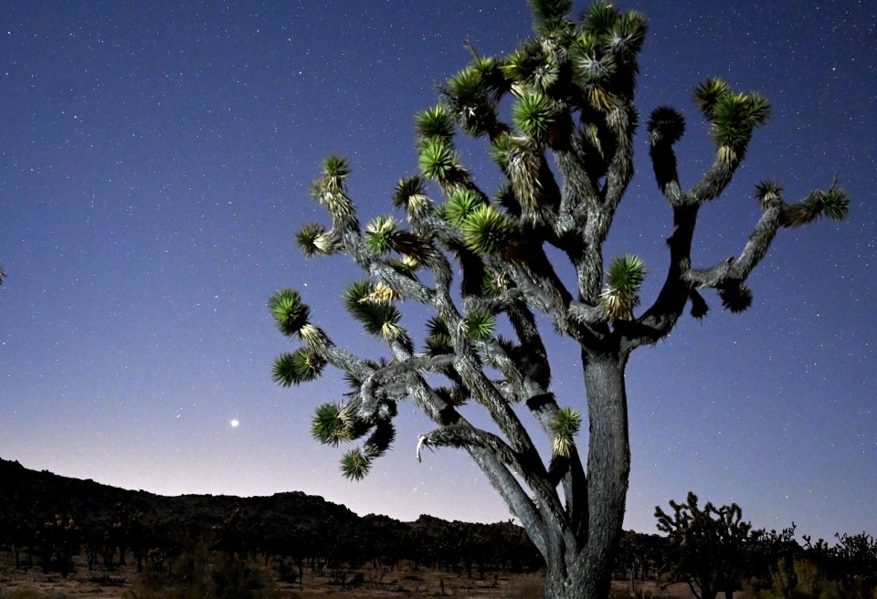 The 'Great Conjunction' as seen from California as a bright dot on the horizon