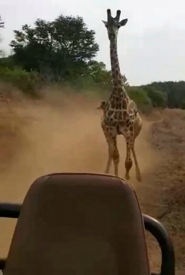 The giraffe was caught on camera speeding towards a truck load of tourists