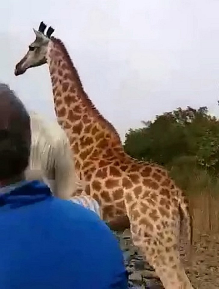 Giraffes can run up to a speed of 40mph over short distances