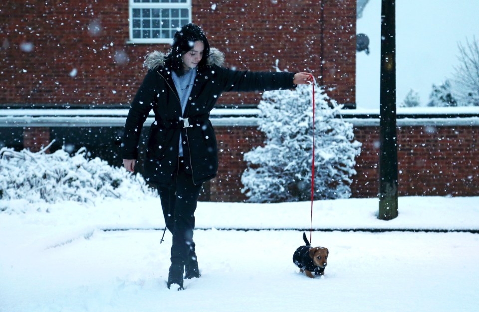 This little pooch enjoys a chilly walk this morning in Stourbridge