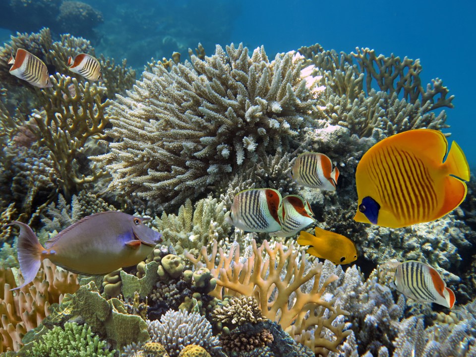 Snorkel among lion fish on the pretty coral reefs – you might even spot a hawksbill turtle if you’re lucky