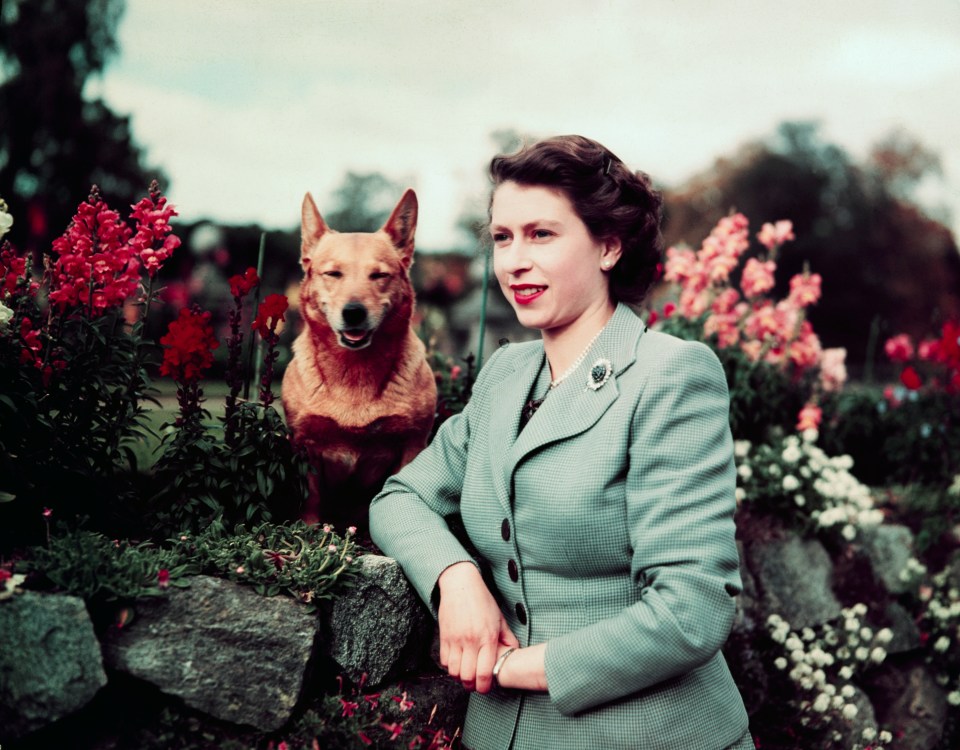 Queen Elizabeth II at Balmoral Castle with one of her corgis in 1952