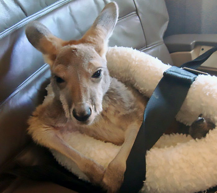 A kangaroo was allowed on board as an emotional support animal