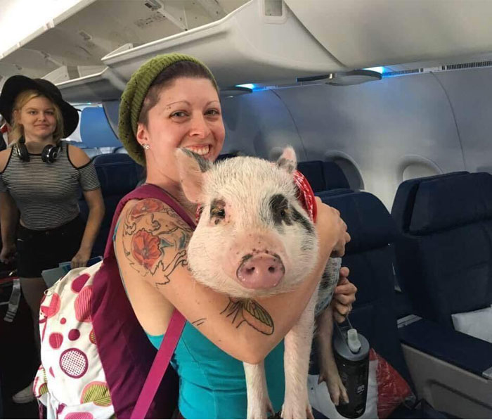 A pig was allowed under the emotional support rule