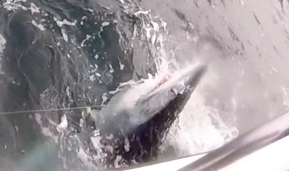 In September, a Brit fisherman caught a huge mako shark - which he says is just as dangerous as the Great White 