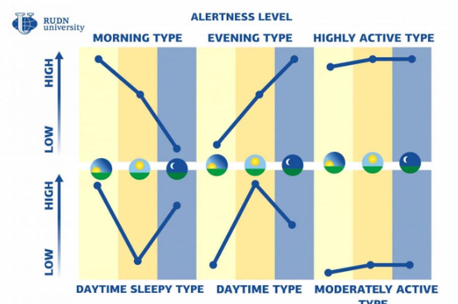 This graph shows the six 'chronotype'/alertness level categories and their energy levels throughout the day