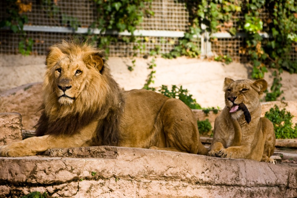 Four lions at Barcelona zoo tested positive for coronavirus