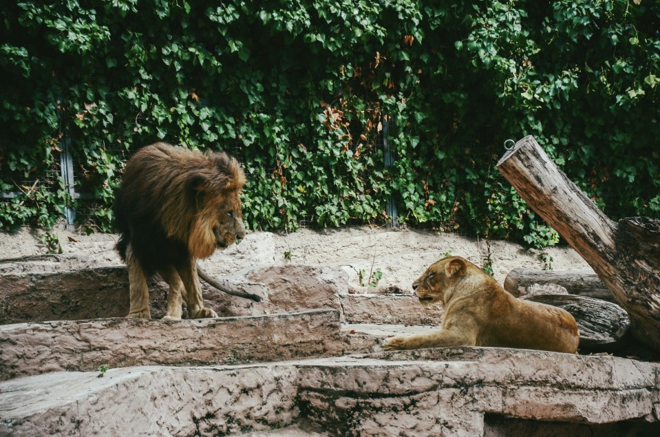 The lions had coughs and sneezes but were not seriously ill