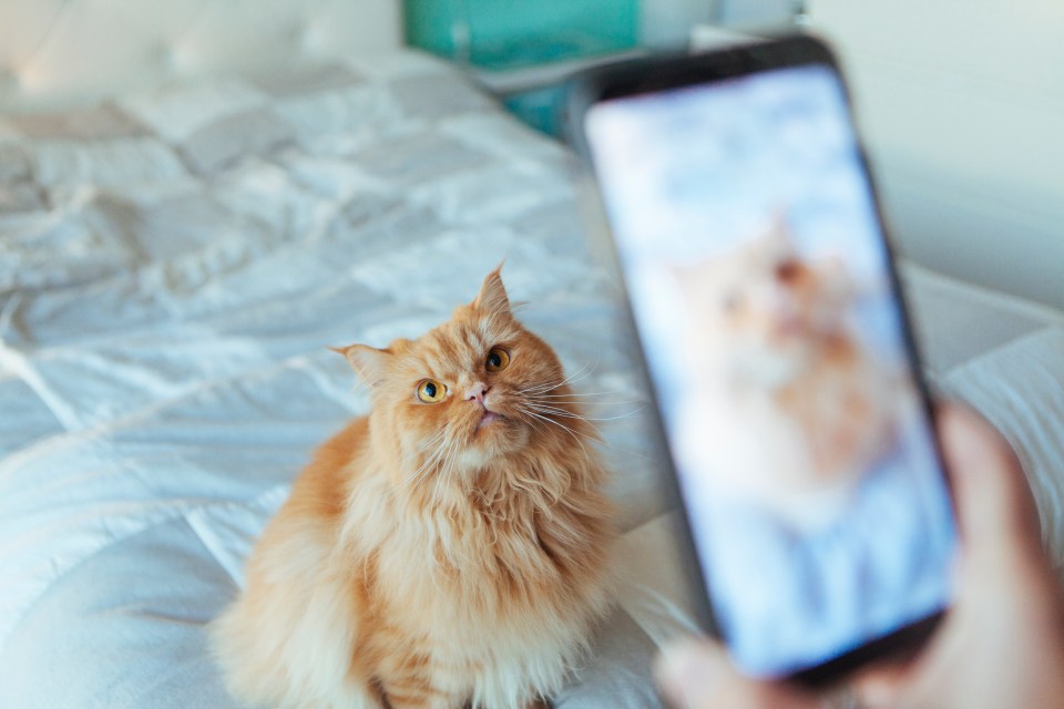 Today, our pet vet helps a cat who hates photos