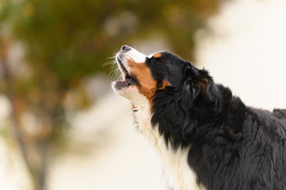 Sean helps an owner with a yappy dog