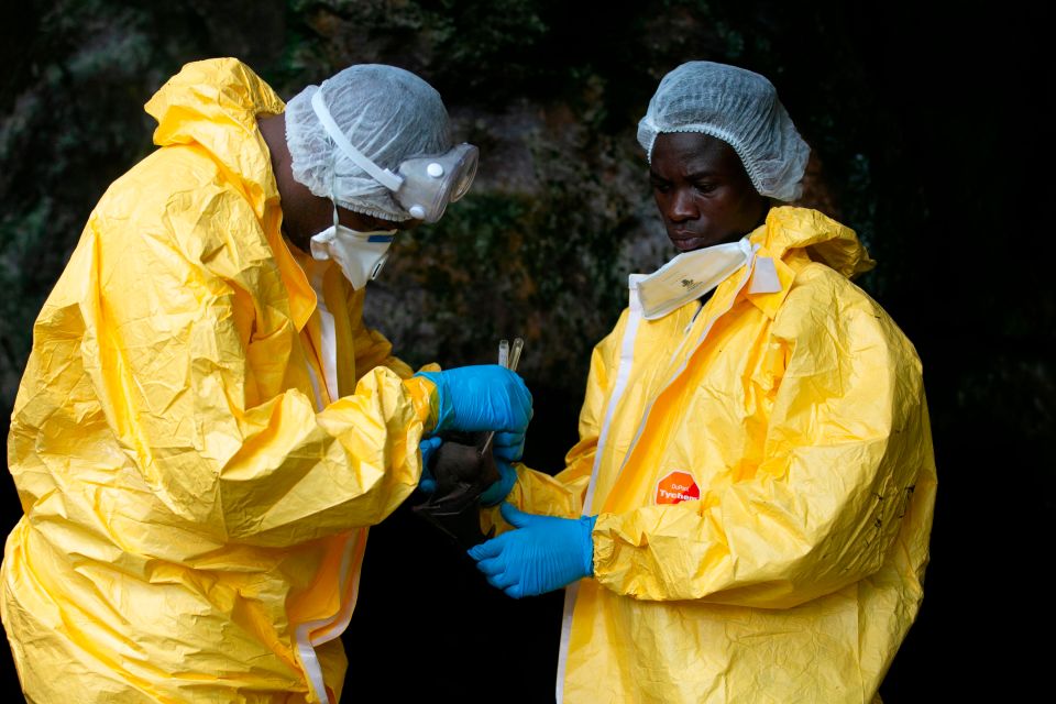 Researchers collect samples from a bat in November inside a cave in the Zadie region in Gabon