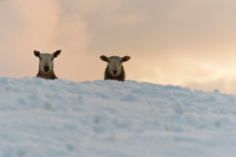 Two cheeky sheep peek over a snow-covered hill in Powys, Wales