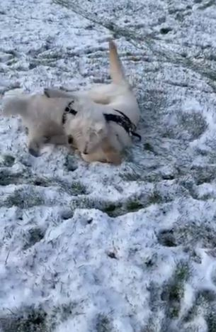 Pups frloicking in the snow in Ribble Valley