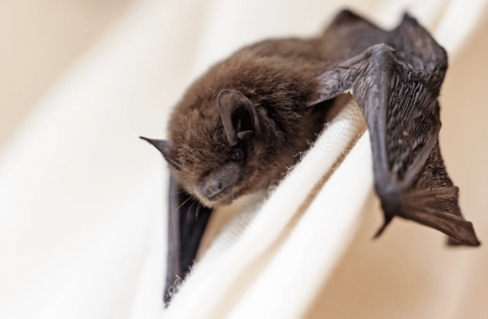 Ebola's natural reservoir - or host of the virus - is thought to be the bat