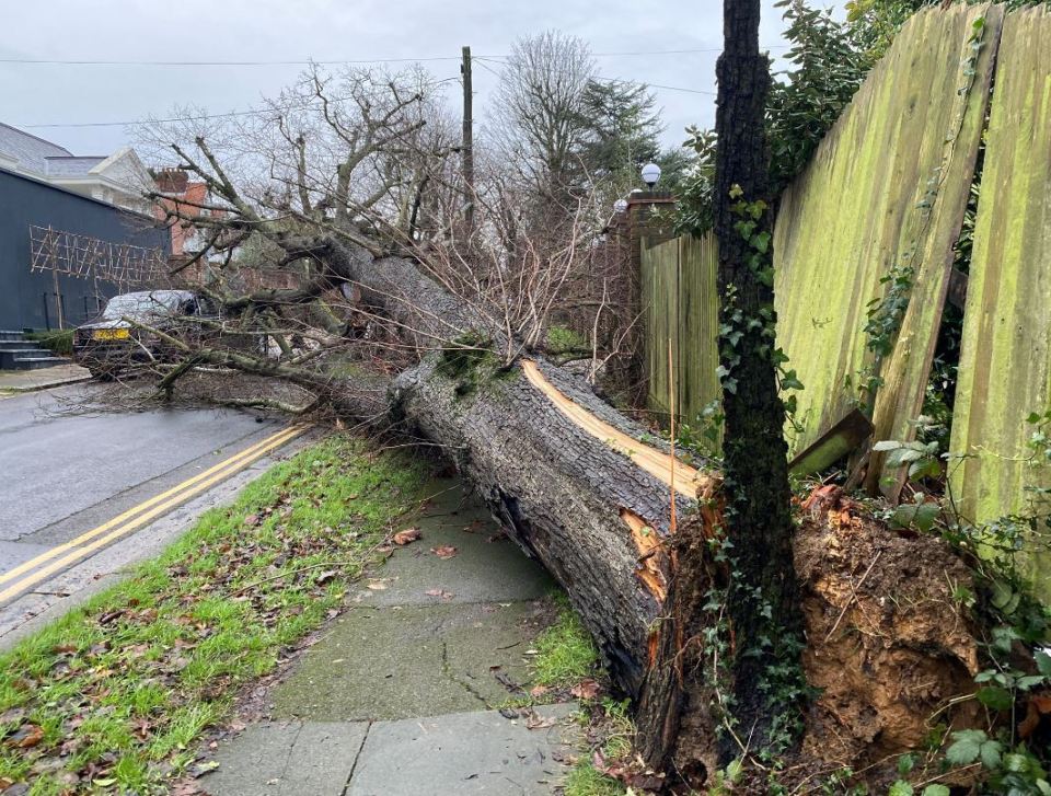 Storm Bella caused chaos as a tree collapsed onto Rolls Royce in Brighton