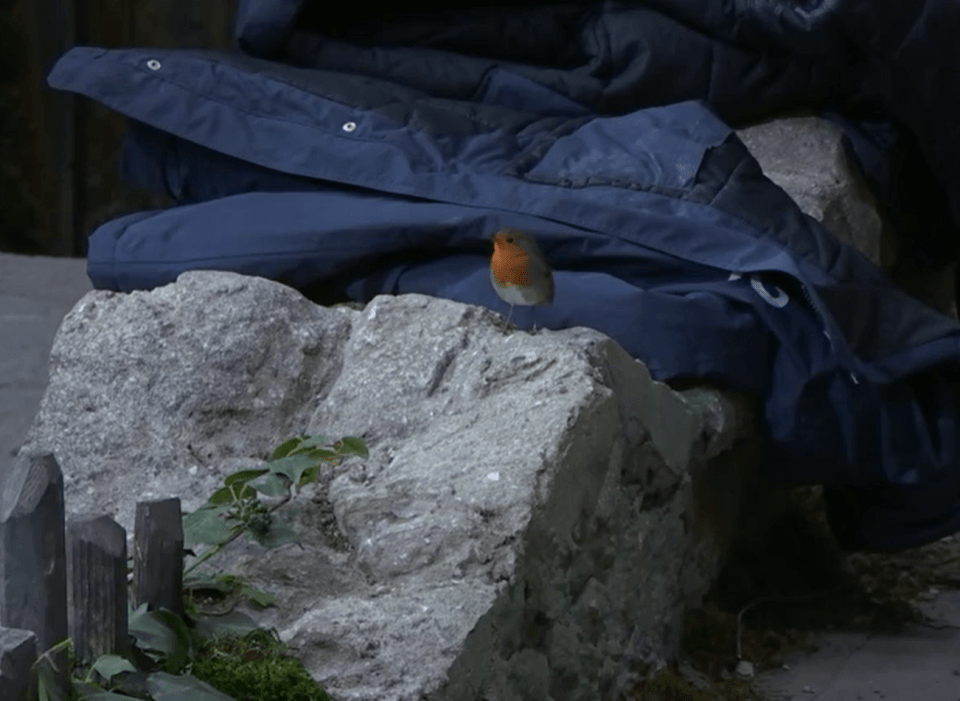 A robin was seen in the camp the day after her passing