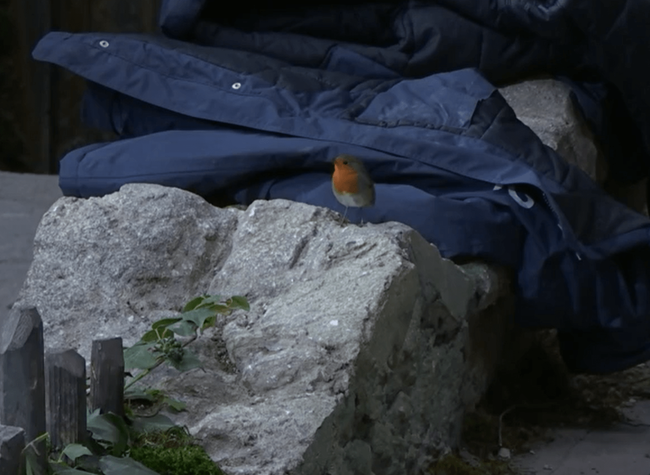 A robin was seen visiting the camp the day after AJ's nan's death