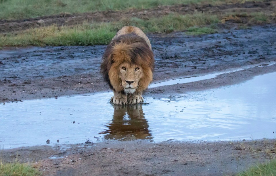 The big cat gets set for his leap 