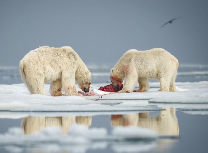 A Swedish photographer captured beautiful pictures of the blood-splattered animals