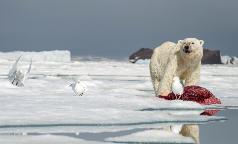 One of the bears with the carcass, before the creatures decided to share a meal