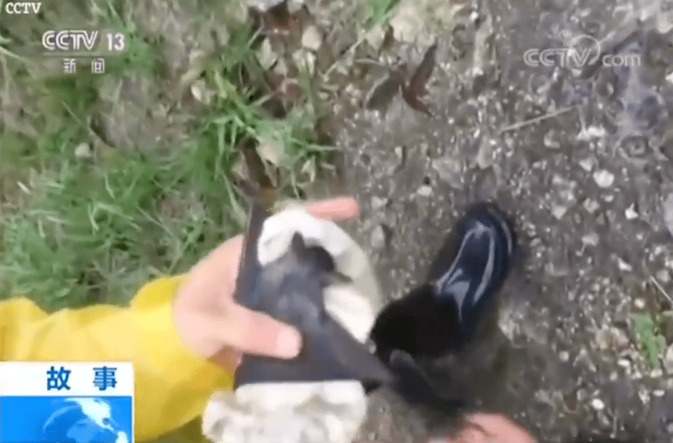 Incredibly, some scientists didn’t even wear gloves as they dealt with the wild bats