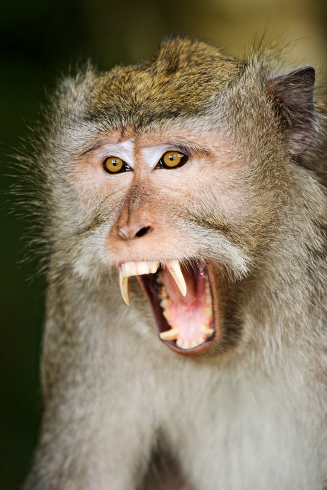 The monkey is thought to have gained entry by shaking the door until the latch opened