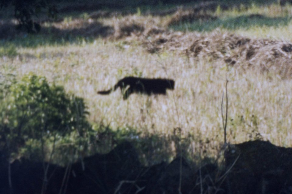 Does this photograph show a black panther on the prowl in Burford, Oxfordshire