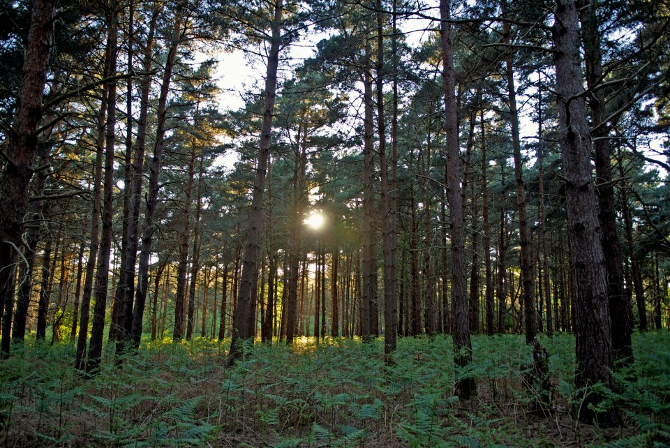 The eerie woods surrounding the US military bases