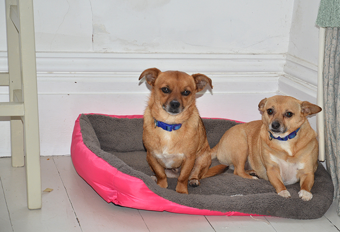 Eden started torturing Dotty, left, and Douglas - whom she'd grown to adore - by shutting them in small spaces