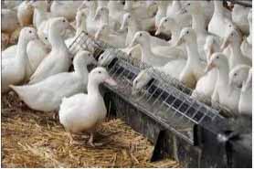 More than 100,000 ducks are to be killed after one of Britain's biggest poultry producers confirmed its second bird flu outbreak in eight days