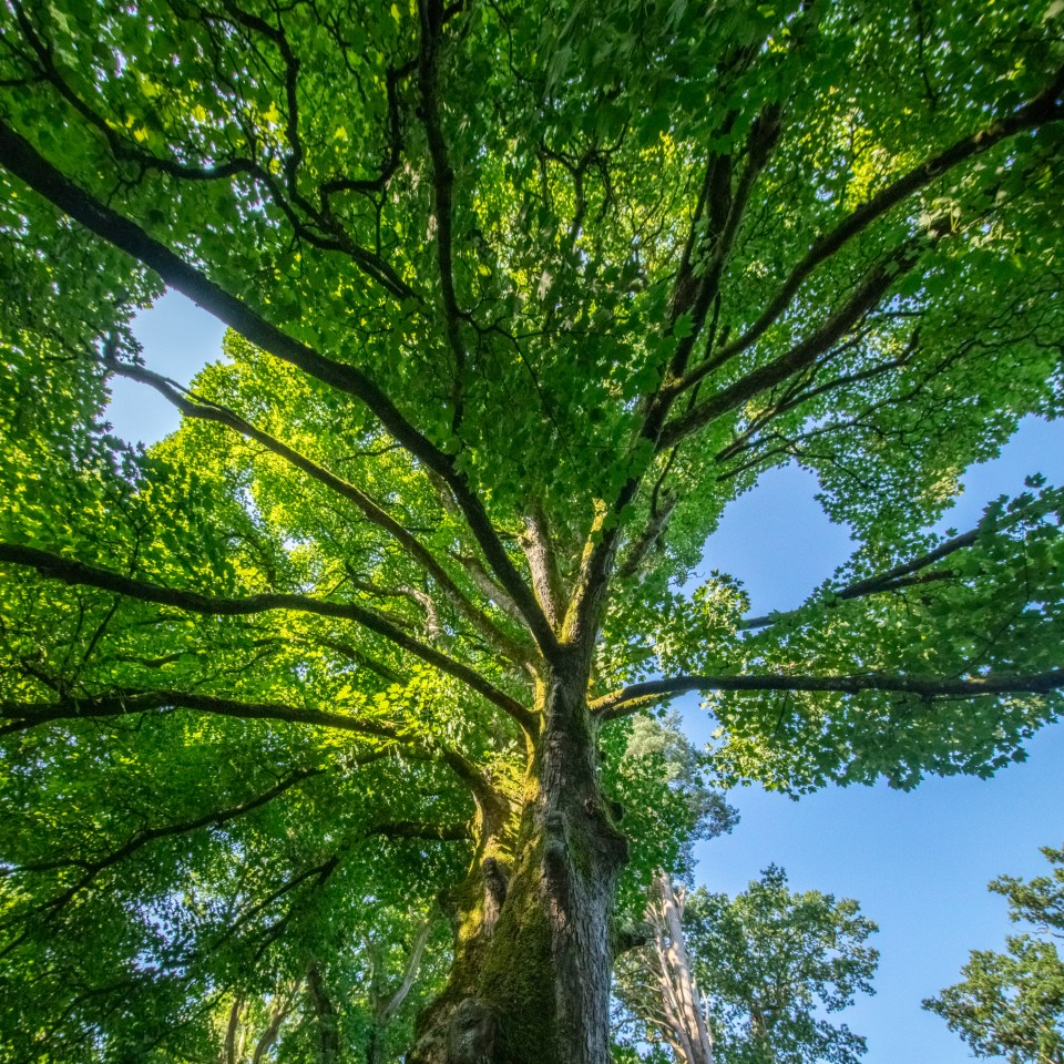 Lose yourself in the the massive Volksgarten park