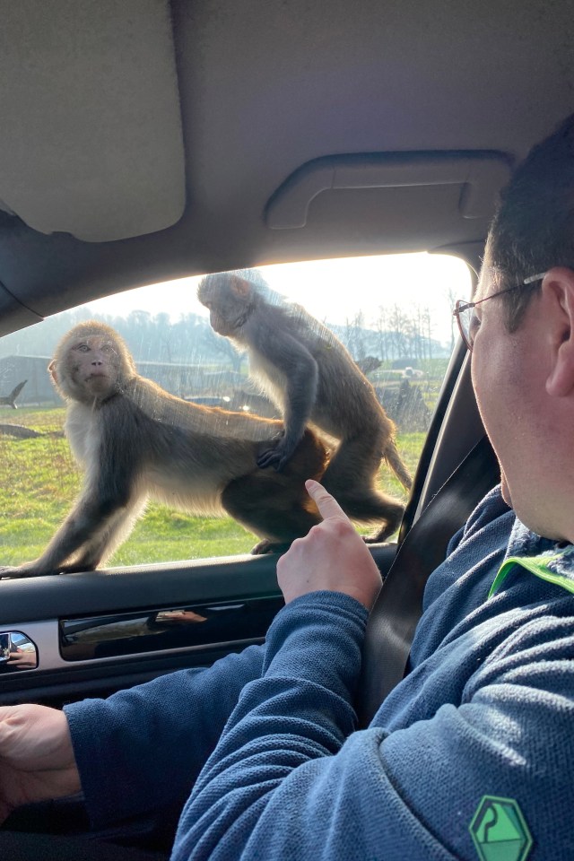 Mating monkeys on the bonnet of a family's car