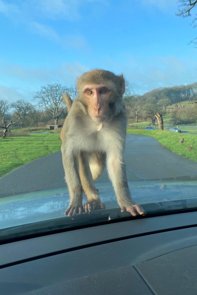 The safari visitors said they 'love going to see the monkeys'