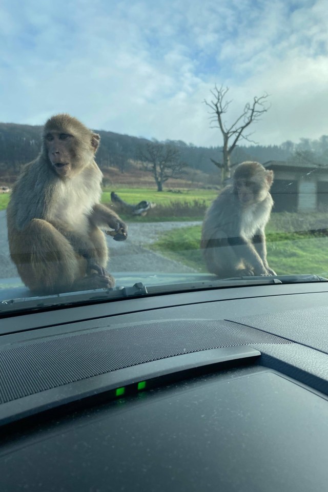 The family were visiting Longleat Safari Park