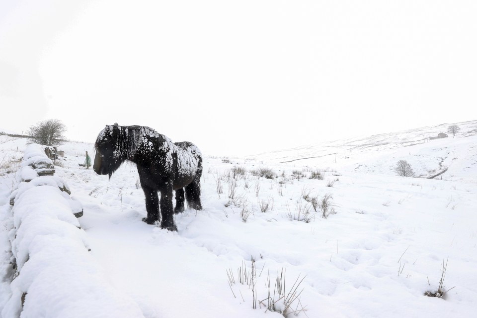 A horse stands in a snow-covered field in Cowshill, County Durham